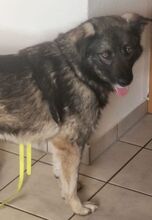 ANA, Hund, Mischlingshund in Maßbach - Bild 8