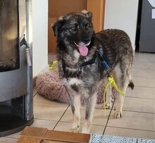 ANA, Hund, Mischlingshund in Maßbach - Bild 9