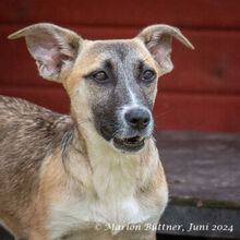 ANNI, Hund, Dackel-Mix in Egelsbach - Bild 10