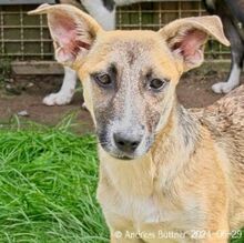 ANNI, Hund, Dackel-Mix in Egelsbach - Bild 4