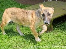 ANNI, Hund, Dackel-Mix in Egelsbach - Bild 5