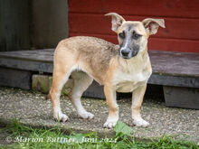 ANNI, Hund, Dackel-Mix in Egelsbach - Bild 7