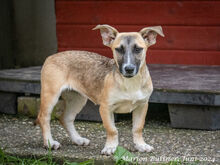 ANNI, Hund, Dackel-Mix in Egelsbach - Bild 8