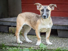 ANNI, Hund, Dackel-Mix in Egelsbach - Bild 9