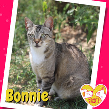 BONNIE, Katze, Hauskatze in Rumänien - Bild 1