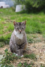 BONNIE, Katze, Hauskatze in Rumänien - Bild 10