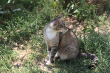 BONNIE, Katze, Hauskatze in Rumänien - Bild 11