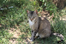 BONNIE, Katze, Hauskatze in Rumänien - Bild 12