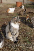 BONNIE, Katze, Hauskatze in Rumänien - Bild 2