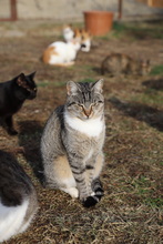 BONNIE, Katze, Hauskatze in Rumänien - Bild 3