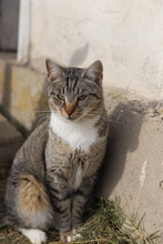 BONNIE, Katze, Hauskatze in Rumänien - Bild 4