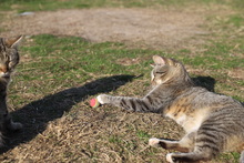 BONNIE, Katze, Hauskatze in Rumänien - Bild 5