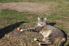 BONNIE, Katze, Hauskatze in Rumänien - Bild 6