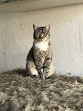 BONNIE, Katze, Hauskatze in Rumänien - Bild 7