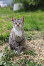 BONNIE, Katze, Hauskatze in Rumänien - Bild 9