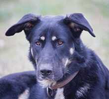 OSZKAR, Hund, Deutscher Schäferhund-Mix in Ungarn - Bild 1