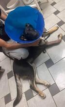 OSZKAR, Hund, Deutscher Schäferhund-Mix in Ungarn - Bild 10