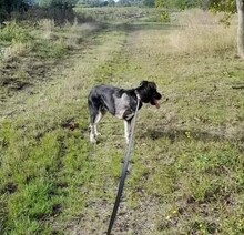 OSZKAR, Hund, Deutscher Schäferhund-Mix in Ungarn - Bild 11