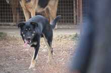 OSZKAR, Hund, Deutscher Schäferhund-Mix in Ungarn - Bild 5