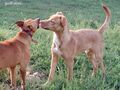 KOPE, Hund, Mischlingshund in Ungarn - Bild 2