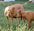 KOPE, Hund, Mischlingshund in Ungarn - Bild 3