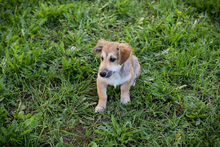 CHIPNUMMER220805, Hund, Mischlingshund in Kroatien - Bild 3