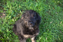 ROSA, Hund, Mischlingshund in Kroatien - Bild 3