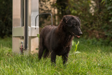 LILLYFEE, Hund, Mischlingshund in Sachsenheim - Bild 1