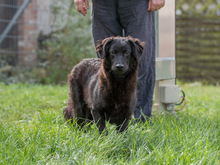 LILLYFEE, Hund, Mischlingshund in Sachsenheim - Bild 10