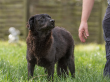 LILLYFEE, Hund, Mischlingshund in Sachsenheim - Bild 11