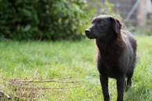 LILLYFEE, Hund, Mischlingshund in Sachsenheim - Bild 13