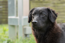 LILLYFEE, Hund, Mischlingshund in Sachsenheim - Bild 15