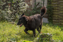 LILLYFEE, Hund, Mischlingshund in Sachsenheim - Bild 16