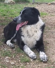 CLOE, Hund, Mischlingshund in Rumänien - Bild 10
