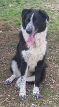 CLOE, Hund, Mischlingshund in Rumänien - Bild 8
