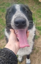 CLOE, Hund, Mischlingshund in Rumänien - Bild 9