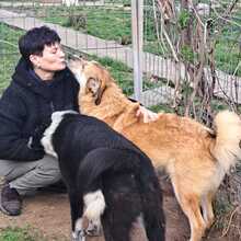 COSMO, Hund, Mischlingshund in Rumänien - Bild 7