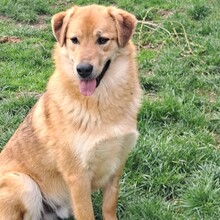 CARL, Hund, Mischlingshund in Rumänien - Bild 6