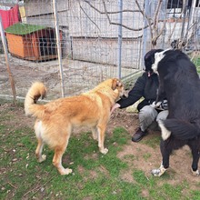 CARL, Hund, Mischlingshund in Rumänien - Bild 7