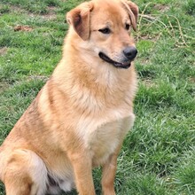CARL, Hund, Mischlingshund in Rumänien - Bild 8