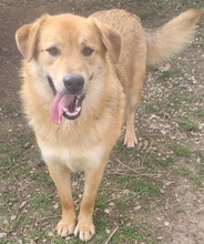 CARL, Hund, Mischlingshund in Rumänien - Bild 9