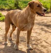 LOLI, Hund, Mischlingshund in Ungarn - Bild 1