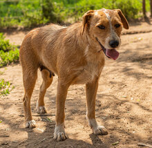 LOLI, Hund, Mischlingshund in Ungarn - Bild 2