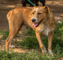 LOLI, Hund, Mischlingshund in Ungarn - Bild 3