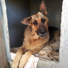 BIGIRA, Hund, Deutscher Schäferhund in Griechenland - Bild 2