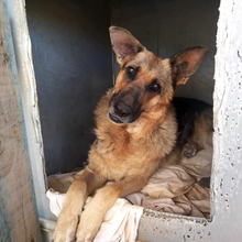 BIGIRA, Hund, Deutscher Schäferhund in Griechenland - Bild 3