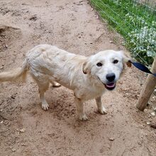 SNIFF, Hund, Mischlingshund in Portugal - Bild 4