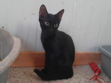 BONITA, Katze, Hauskatze in Vaterstetten - Bild 4