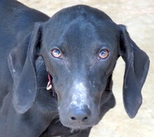 SHEARA, Hund, Mischlingshund in Zypern - Bild 1