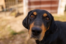 BUFFY, Hund, Mischlingshund in Rumänien